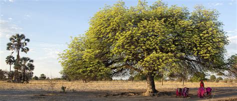 Marula Tree - Aurum Africa