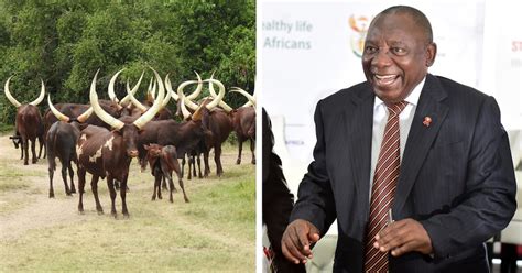 Ramaphosa’s Infamous Phala Phala Farm Auction Under the Spotlight, Ankole Cattle Under the ...