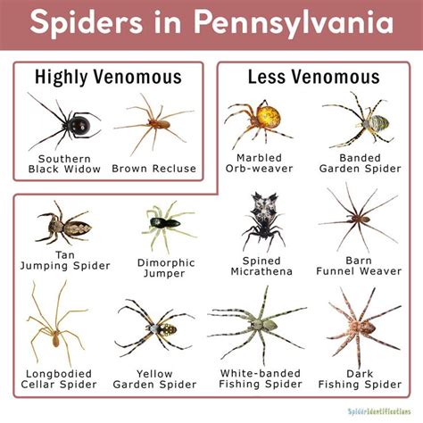 Spiders in Pennsylvania: List with Pictures | House spider, Wolf spider, Dangerous spiders