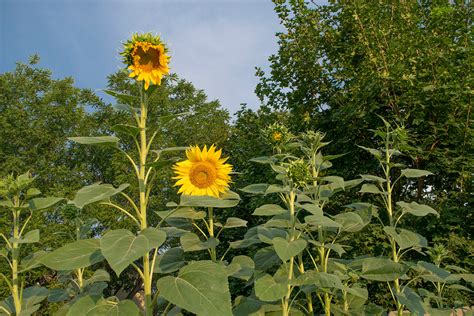 Mammoth Sunflower- Organic – Greta's Family Gardens