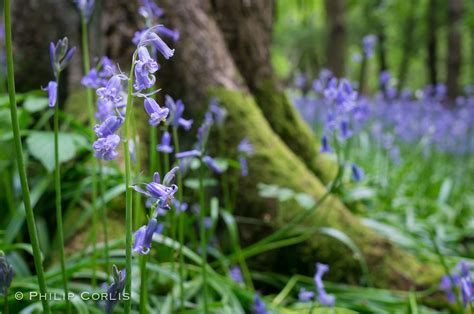 English Bluebells; Ashridge Estate, England. | English bluebells, Bluebells, Birds nature