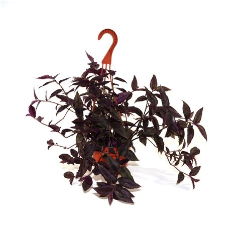 Tradescantia zebrina "Burgundy" - 6" Hanging Basket – Steve's Leaves