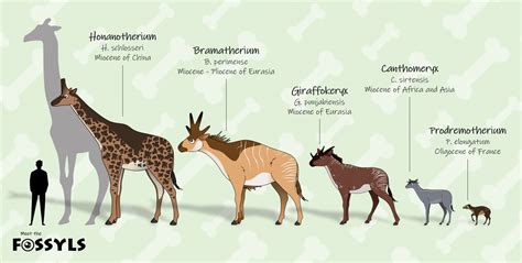 The evolution of giraffes and the Okapi... - Meet the Fossyls