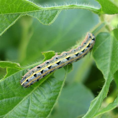 armyworm :: Ark Country Store