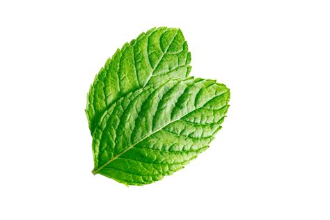 Mint leaves Mint leaves isolated on transparent background 22804960 PNG