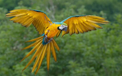 Macaw Parrot Wallpapers - Wallpaper Cave