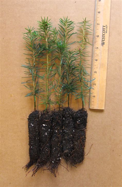 Canaan Fir Plug Seedlings - Evergreen Trees For Sale