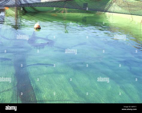 dh Weddell Fish Farm ORKNEY SALMON FISH FARMING Fish swimming into Stock Photo, Royalty Free ...