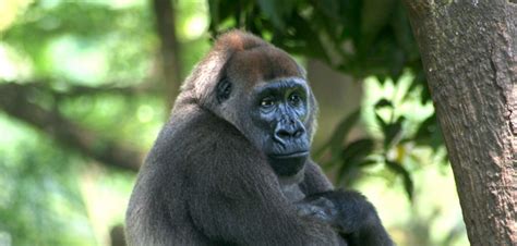 Takamanda Cross-river Gorilla conservation project