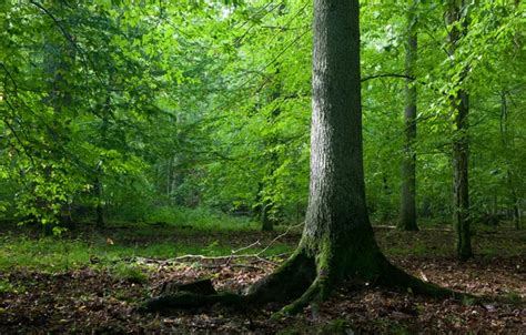 Introduction to Druidry | Order of Bards, Ovates & Druids