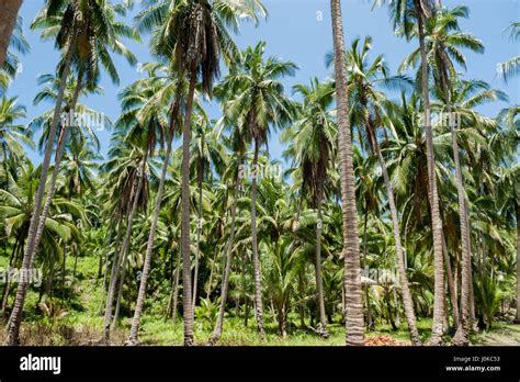 Philippine Palm Trees