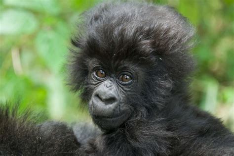 These 24 Gorilla Babies Are The Most Adorable Reasons To Celebrate ...