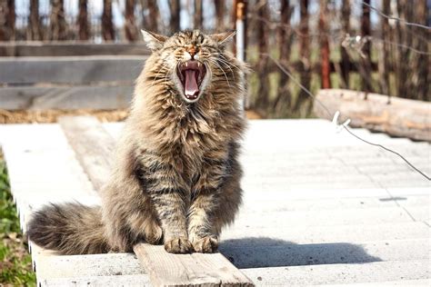 Siberian Cat Personality Profile: 11 Adorable Traits (2022) I Discerning Cat