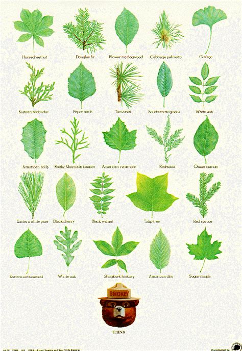 Just this picture Leaf identification post from Smoky Bear and the US Forestry Service #botany ...