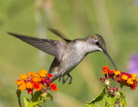 Do Lantanas Attract Hummingbirds? - GFL Outdoors