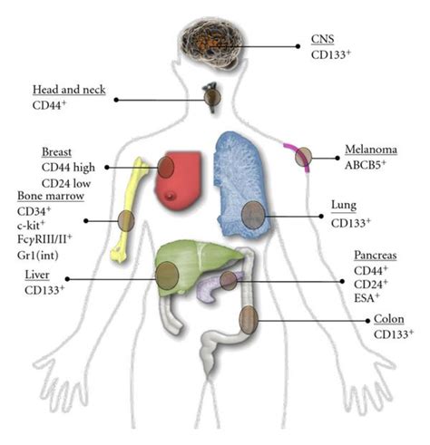 Cell surface phenotype of cancer stem cells. A summary of cancer stem ...