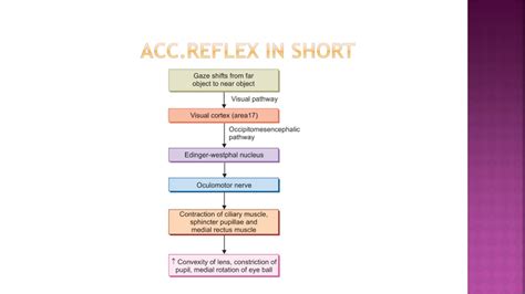 PPT - Accommodation reflex opthamalogy mbbs pptx slides PowerPoint Presentation - ID:10684877