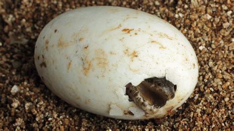 Soft-shelled dinosaur eggs crack the mystery of missing fossils - CNET