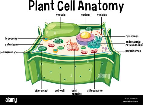 Complex Plant Cell Diagram With Labels