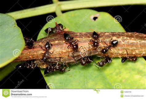 Ants and Aphids stock image. Image of feed, garden, critters - 15950759