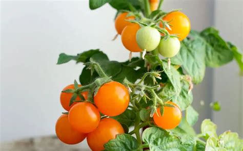 10 Most Popular Determinate Tomato Varieties - MegaTomato