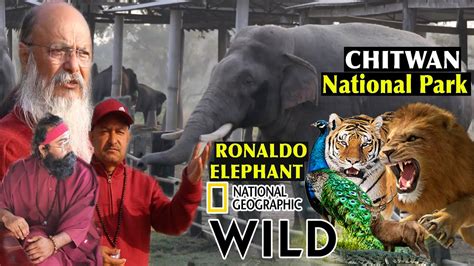 SAURAHA CHITWAN | We Found RONALDO ELEPHANT in Chitwan National Park ...