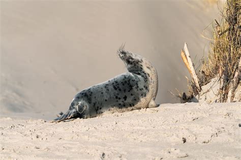 Wildlife Trails in the North Sea - Lana Tannir Photography