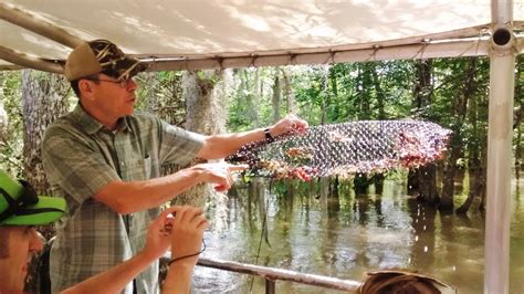 Wildlife in Louisiana: Exploring Honey Island on a Swamp Tour • Globonaut