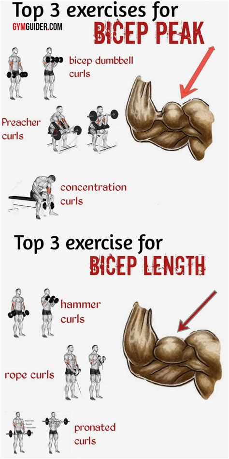 5 Biceps Tips That Build Size No Matter Your Level Of Experience - My ...