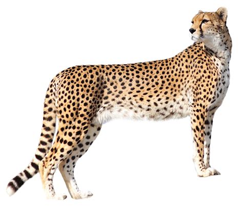 Cheetah PNG Transparent Image - PngPix