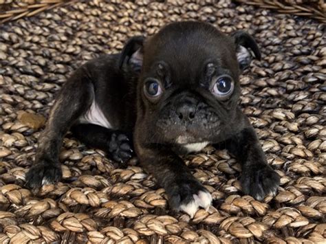 Pug Frenchie Mix Puppies | Pets | Los Angeles CA | recycler.com