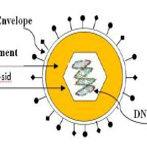 Simple diagram represent herpesviruses Lytic Cycle | Download Scientific Diagram