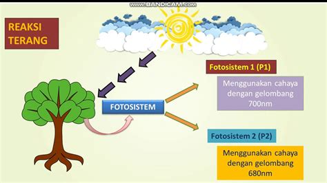 Fotosintesis Etapas