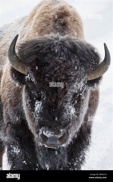 Yellowstone bison hi-res stock photography and images - Alamy