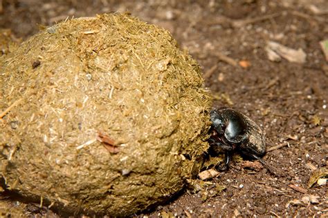 Dung Beetle | San Diego Zoo Animals & Plants