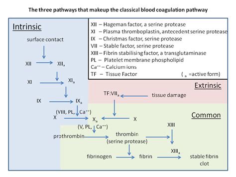 4.4: Blood Clotting - Biology LibreTexts