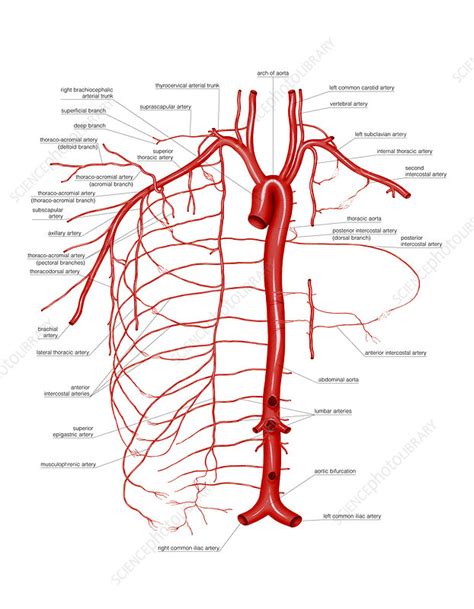 Chest Artery Anatomy