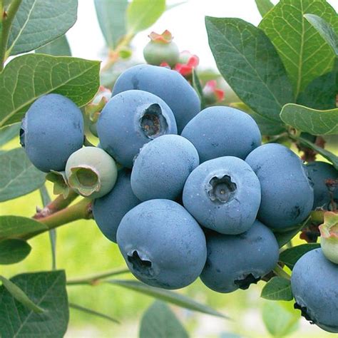 Sweetheart Blueberry Plant - Stark Bro’s