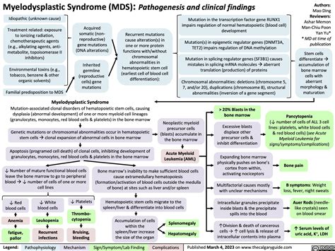 Myelodysplastic Syndrome: Pathogenesis and Clinical Findings | Calgary ...