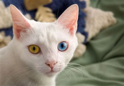 Odd-Eyed Cats and Other Animals With Heterochromia (Photos)