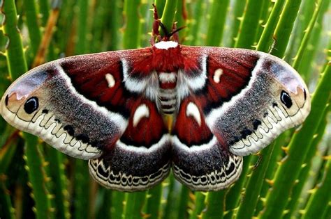 Colombia Silk moth | Cecropia moth, Colorful moths, Moth