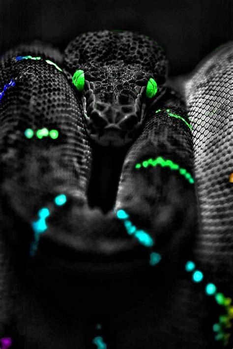 snake-eyes-animals-iphone-wallpapers-iphone-retina-wallpapers.jpg (640× ...