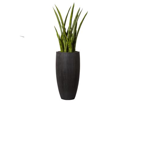 5′ SNAKE PLANT IN BLACK POT – Lux-Art Silks