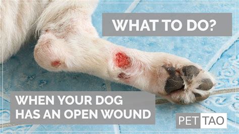 How Do You Tell If A Dog Wound Is Infected Or Healing