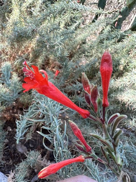 California Fuchsia | LA Native Plant Source