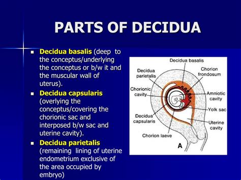 PPT - FETAL MEMBRANES & PLACENTA PowerPoint Presentation, free download - ID:4938339