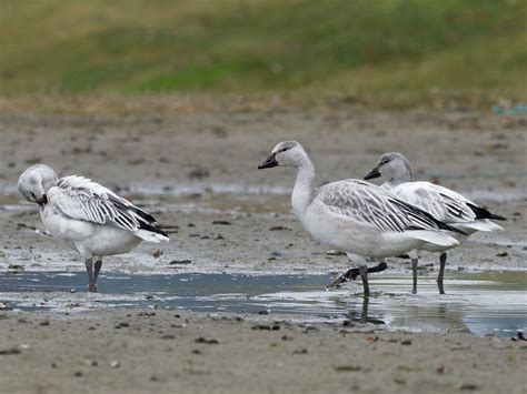 Snow geese | BirdForum