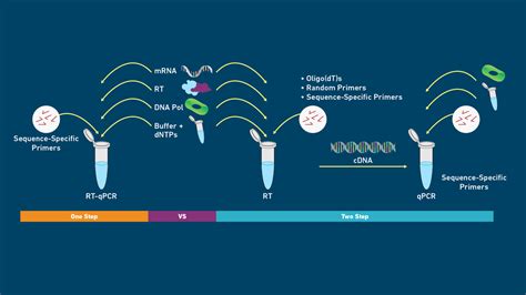 qPCR Analysis, How a qPCR Machine Works and qPCR Protocol | Technology Networks