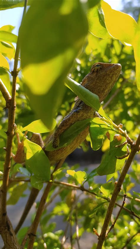 Garden Lizard on plant - PixaHive