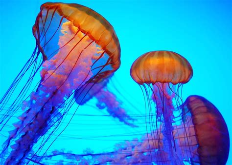 Glowing Jellyfish Wallpapers - Wallpaper Cave